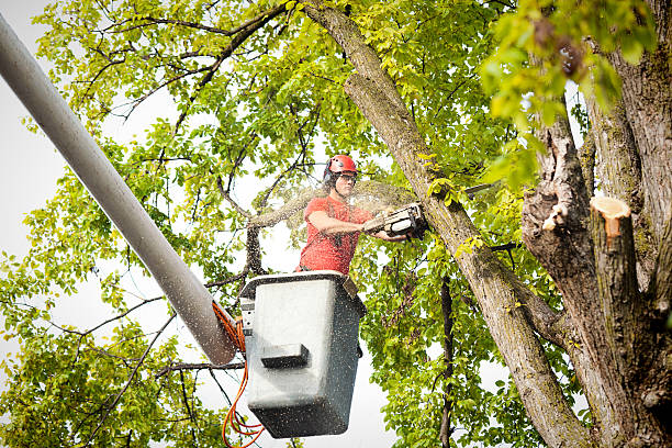 Best Tree Trimming Near Me  in USA